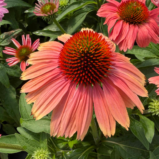 Close-up of a blooming SunMagic® Vintage Watermelon Coneflower (Echinacea) with a vibrant pink hue and a spiky orange center, surrounded by lush green leaves and additional coneflowers in the background - Photo Property of Garden Crossings LLC