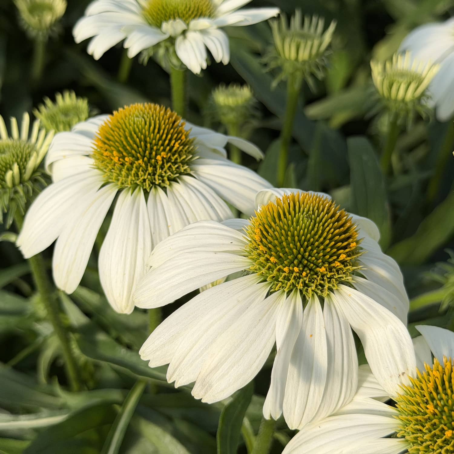 Close-up of SunMagic® Vintage White Coneflower (Echinacea), a compact coneflower featuring yellow-green centers, surrounded by green leaves and buds in sunlight - Photo Property of Garden Crossings LLC