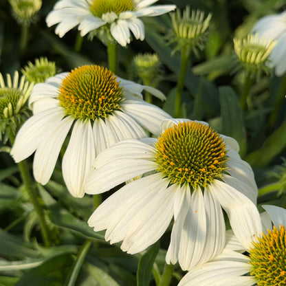 Close-up of SunMagic® Vintage White Coneflower (Echinacea), a compact coneflower featuring yellow-green centers, surrounded by green leaves and buds in sunlight - Photo Property of Garden Crossings LLC