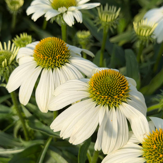 Close-up of SunMagic® Vintage White Coneflower (Echinacea), a compact coneflower featuring yellow-green centers, surrounded by green leaves and buds in sunlight - Photo Property of Garden Crossings LLC