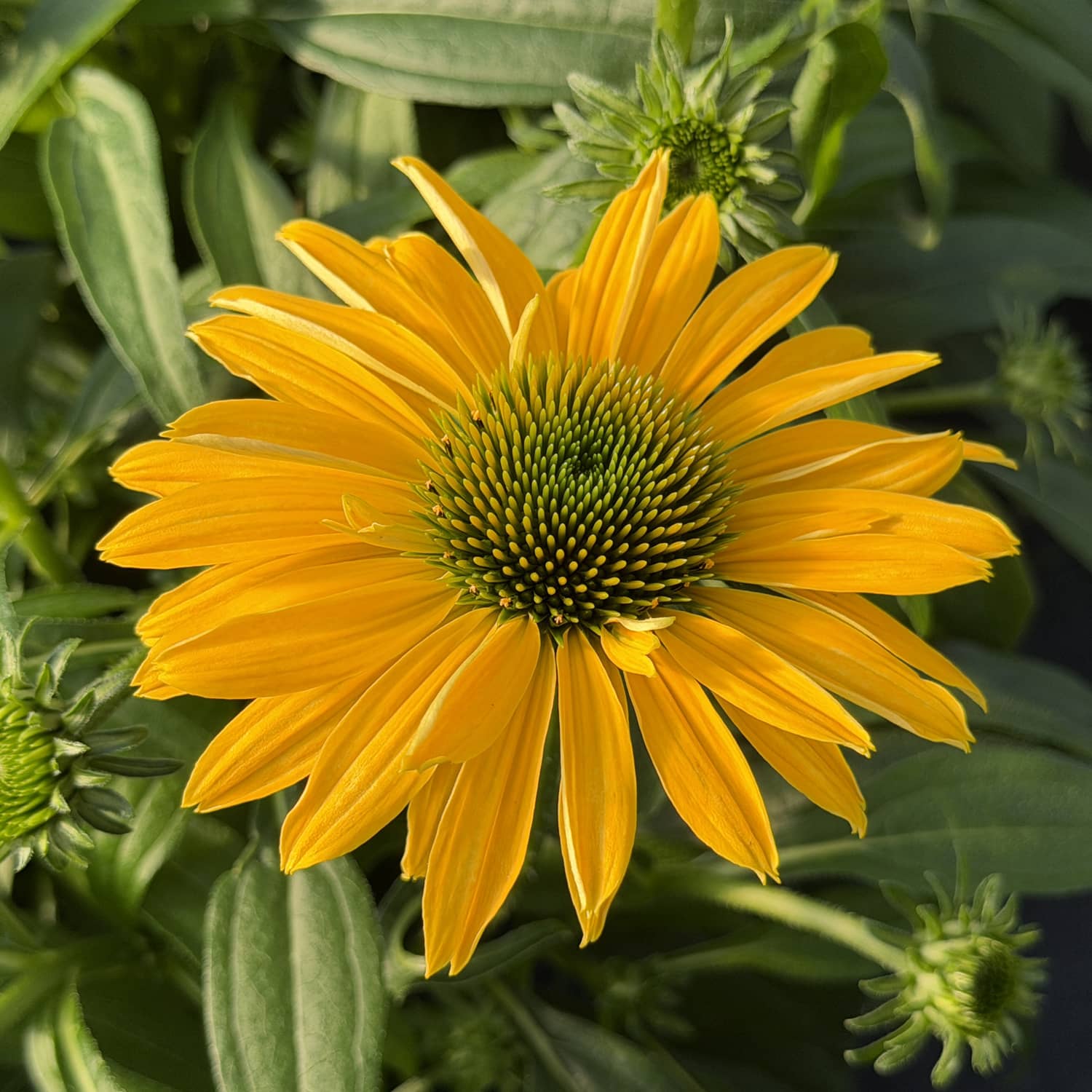 The SunMagic® Vintage Yellow Coneflower (Echinacea) displays vibrant yellow blooms that make a bold statement in the garden, attracting pollinators amid lush green foliage and emerging buds, all radiantly showcased in natural sunlight - Photo Property of Garden Crossings LLC
