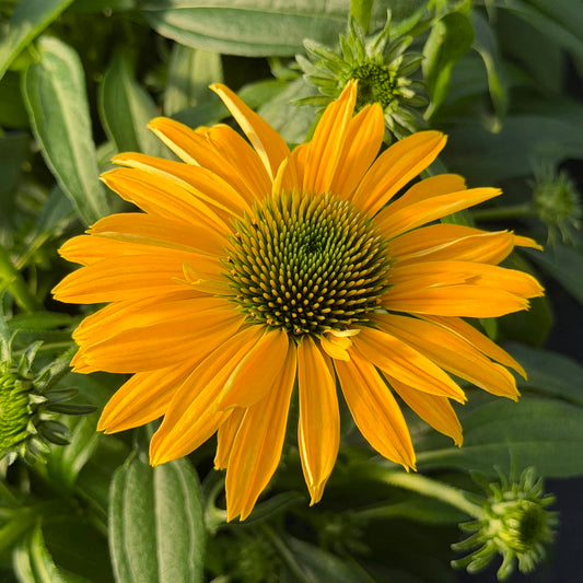 The SunMagic® Vintage Yellow Coneflower (Echinacea) displays vibrant yellow blooms that make a bold statement in the garden, attracting pollinators amid lush green foliage and emerging buds, all radiantly showcased in natural sunlight - Photo Property of Garden Crossings LLC