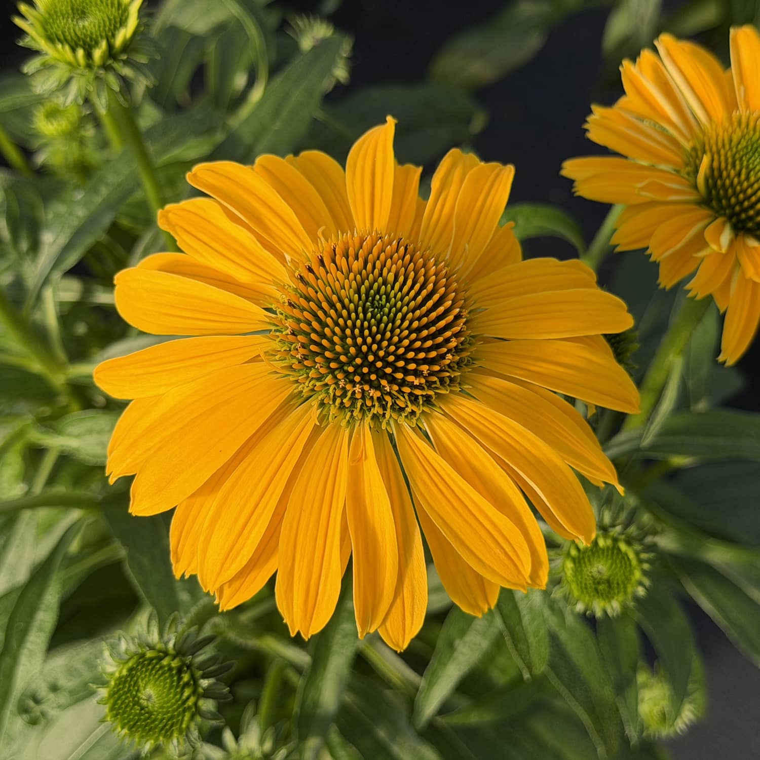 Close-up of a vibrant yellow SunMagic® Vintage Yellow Coneflower (Echinacea), featuring a striking green and orange center. The flower is surrounded by lush green leaves and softly blurred buds in the background. This perennial attracts pollinators and brings bold, cheerful color to any garden setting - Photo Property of Garden Crossings LLC