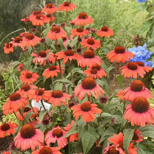 Eye-Catcher® 'Tanager' Coneflower (Echinacea) features vibrant orange blooms with dark centers, surrounded by lush green foliage and blue accents flowers visible in the background - Photo Courtesy of Walters Gardens, Inc.