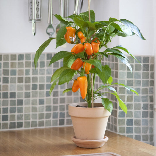 A compact Fresh Bites Orange Pepper (Capsicum) plant with vibrant orange peppers sits on a wooden kitchen counter before a tiled backsplash - Photo Courtesy of Ball Horticulture, Inc. Decorative pot not included.
