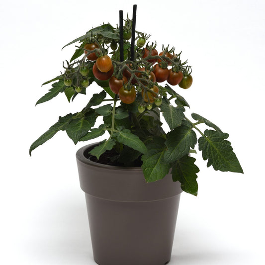 The Cocoa' Tomato Cherry (Lycopersicon) is a compact indoor plant with green leaves and clusters of ripening red and green tomatoes, supported by two black stakes, displayed against a plain white background - Photo Courtesy of Ball Horticulture, Inc. Decorative pot not included.