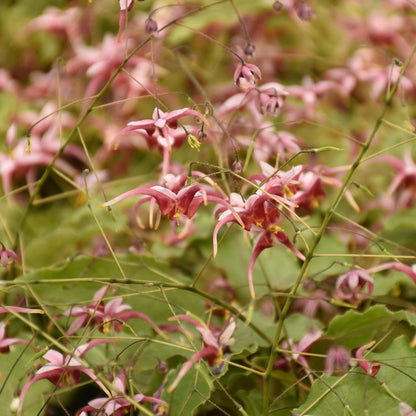Hugs And Kisses' Barrenwort (Epimedium) - Photo Courtesy of Walters Gardens, Inc.