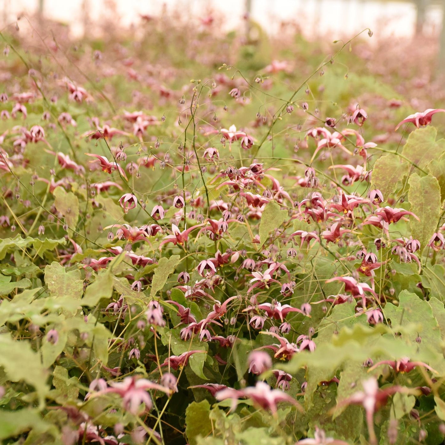 Hugs And Kisses' Barrenwort (Epimedium) - Photo Courtesy of Walters Gardens, Inc.
