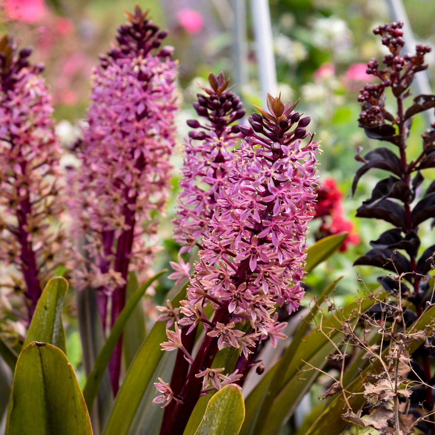 Crowning Glory® 'Purple Reign' Pineapple Lily (Eucomis) - Photo Courtesy of Proven Winners, Inc.