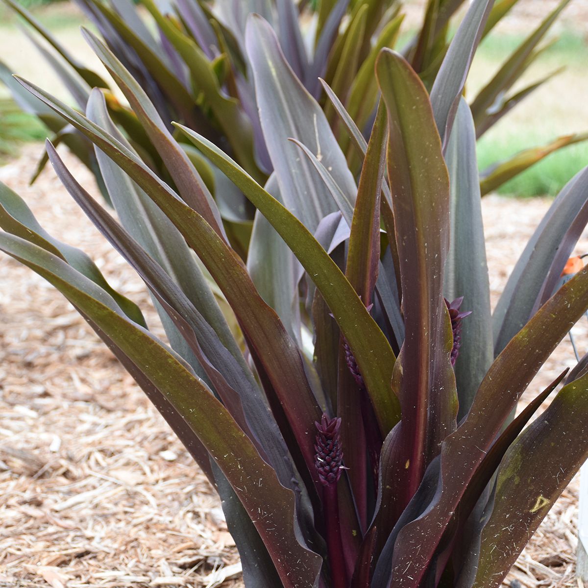 Crowning Glory® 'Purple Reign' Pineapple Lily (Eucomis) - Photo Courtesy of Proven Winners, Inc.
