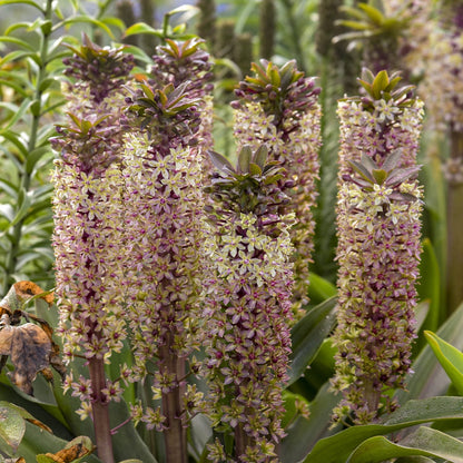 Close-up of tall spikes of Crowning Glory® 'Princess Bride' Pineapple Lily (Eucomis) showcase clusters of small, star-shaped blossoms in pale yellow and purple, framed by broad green leaves for a striking perennial display - Photo Courtesy of Proven Winners, Inc.
