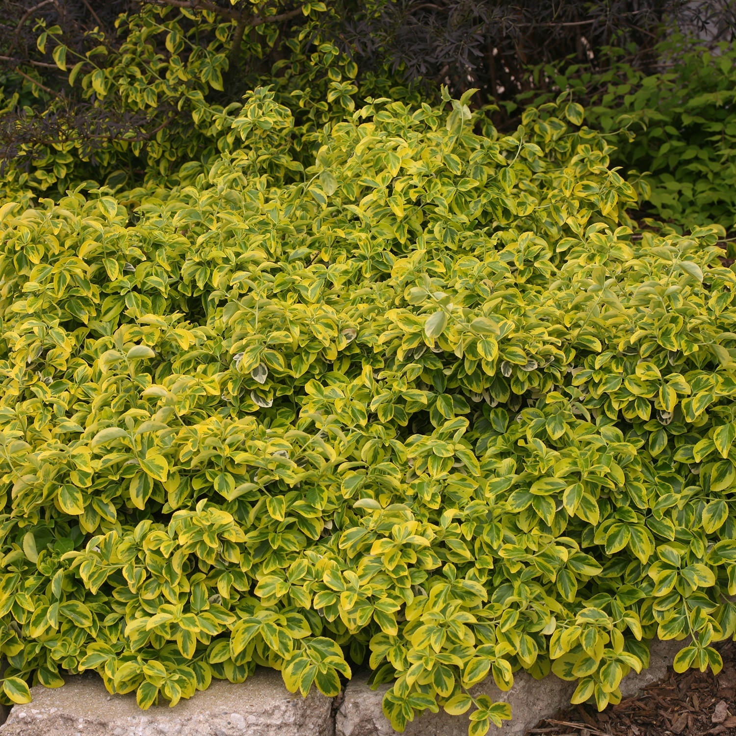Proven Winners Wintercreeper