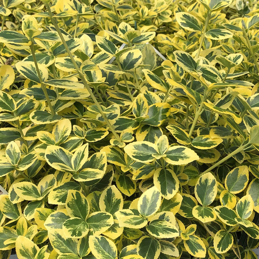 Gold Splash® Wintercreeper (Euonymus) - Photo Property of Garden Crossings LLC