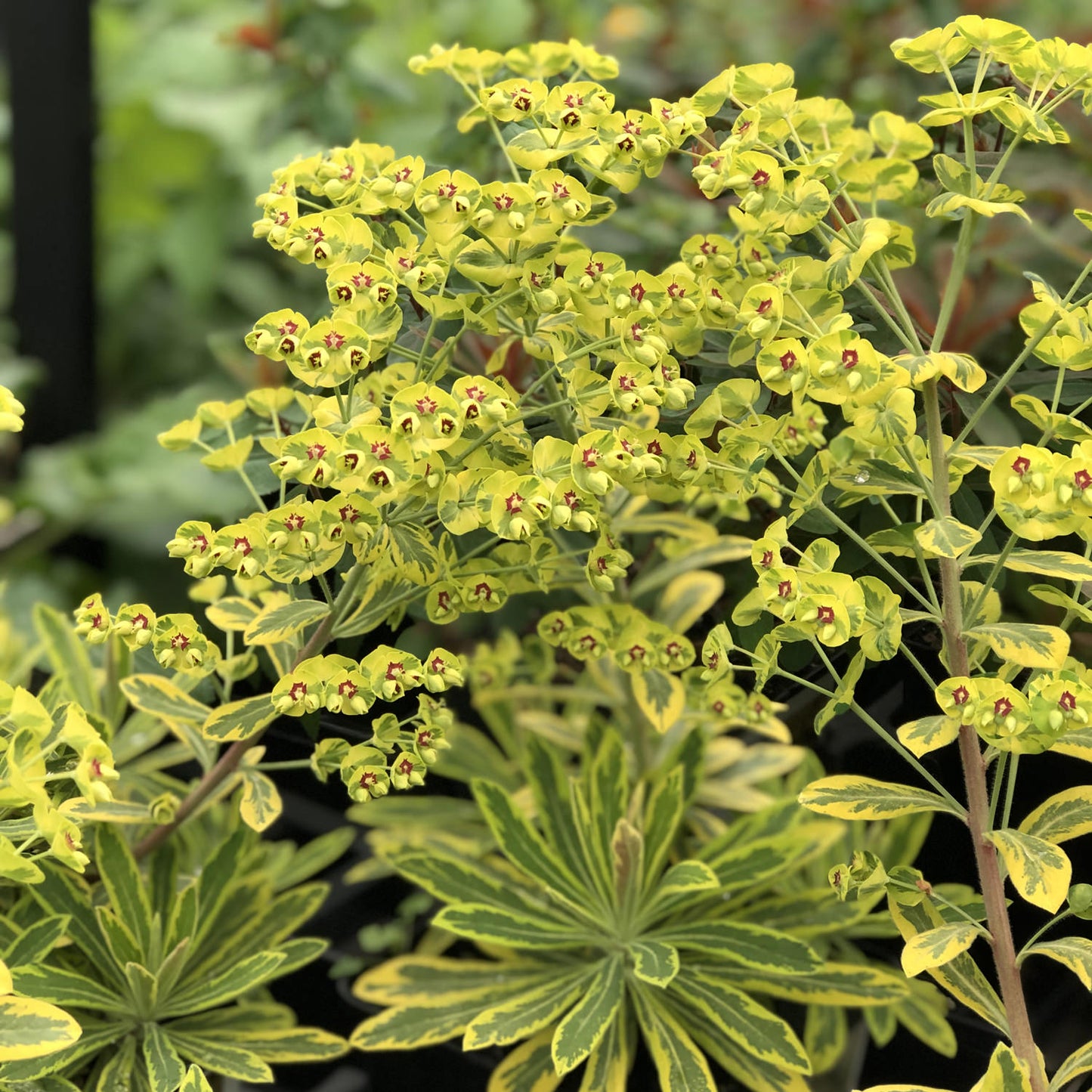 Ascot Rainbow' Spurge (Euphorbia) - Photo Property of Garden Crossings LLC