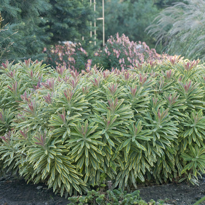 Ascot Rainbow' Spurge (Euphorbia) - Photo Courtesy of Walters Gardens, Inc.
