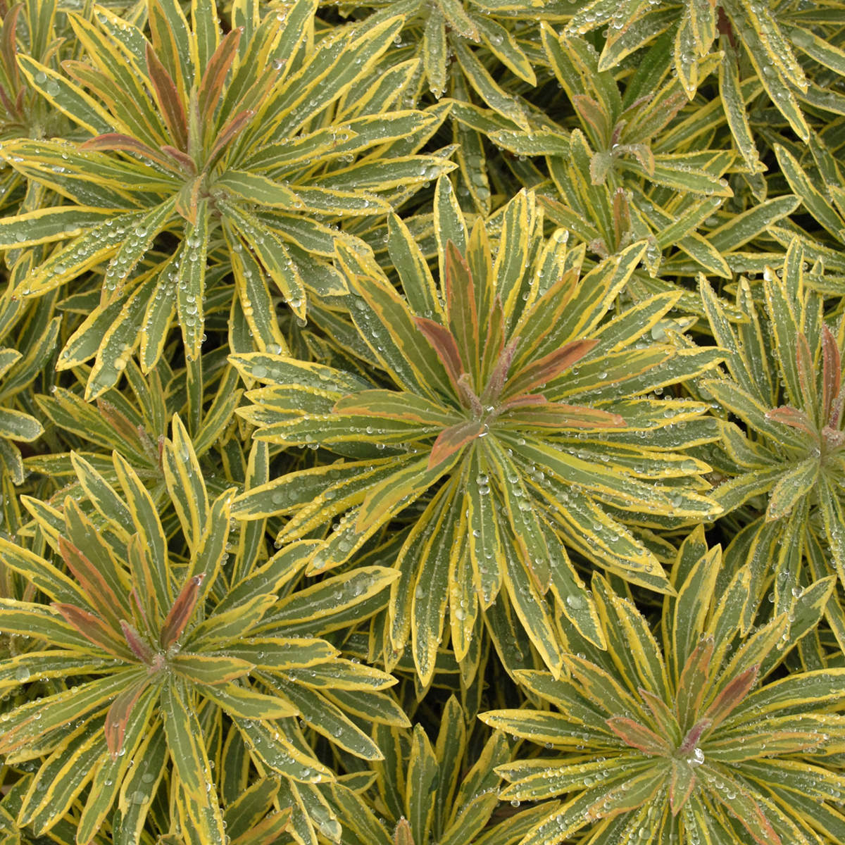 Ascot Rainbow' Spurge (Euphorbia) - Photo Courtesy of Walters Gardens, Inc.