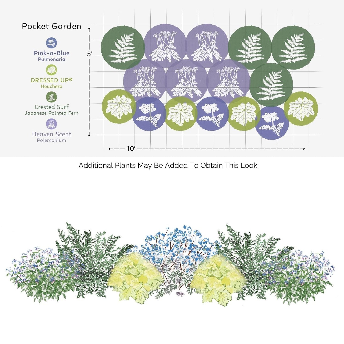 Labeled diagram of the EZ Scapes™ Carolina Shade Tolerant Garden Kit: Pulmonaria (purple), Heuchera (blue), Japanese painted fern (green), and Polemonium (light blue). Includes illustrated side view of these foliage plants - Photo Courtesy of Walters Gardens, Inc.