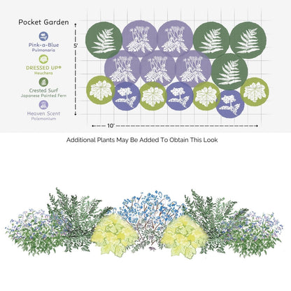 Labeled diagram of the EZ Scapes™ Carolina Shade Tolerant Garden Kit: Pulmonaria (purple), Heuchera (blue), Japanese painted fern (green), and Polemonium (light blue). Includes illustrated side view of these foliage plants - Photo Courtesy of Walters Gardens, Inc.