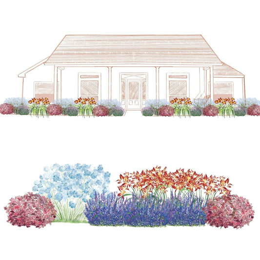 Illustration of a house front with a symmetrical garden bed made using the EZ Scapes™ Color in the Sun #1 Garden Kit, featuring colorful blue, red, and purple foliage and blooms, shown from both frontal and close-up views - Photo Courtesy of Walters Gardens, Inc.