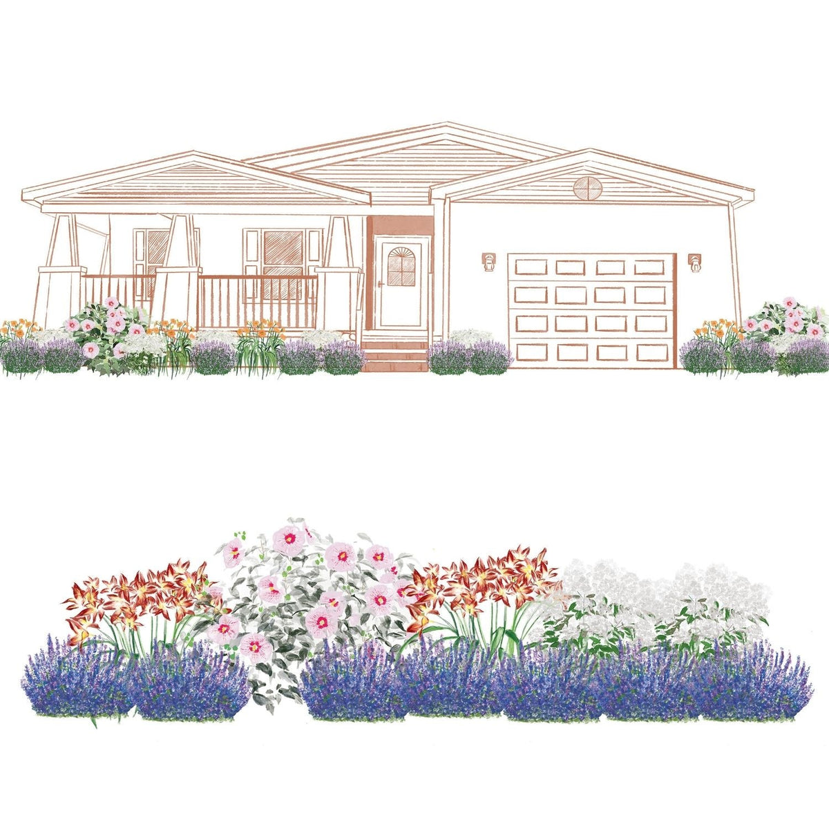 A line drawing shows a house with EZ Scapes™ Color in the Sun #2 Garden Kit in the front yard, featuring Hardy Hibiscus and vibrant purple, pink, white, and orange blooms alongside other colorful flowers and shrubs - Photo Courtesy of Walters Gardens, Inc.