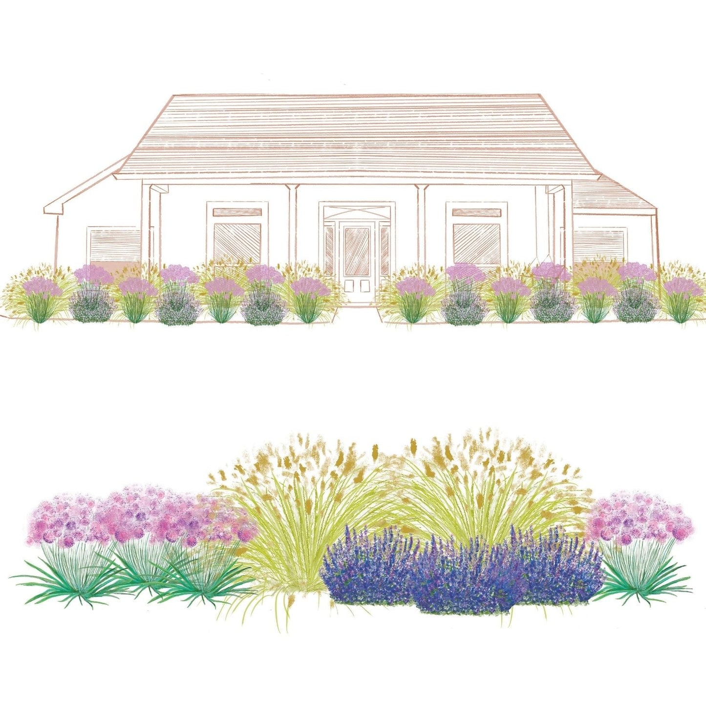 Illustration of a house with a front yard featuring the EZ Scapes™ Deer Resistant Sunscape #1 Garden Kit, with clusters of deer-resistant perennials—ornamental grasses, purple flowers, and low green shrubs—arranged in curved layers - Photo Courtesy of Walters Gardens, Inc.