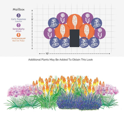 EZ Scapes™ Deer Resistant Sunscape #4 Garden Kit: diagram shows a 10x5 ft mailbox garden with Cat’s Pajamas Catmint (purple), Serendipity Allium (blue), and Pyromania Red Hot Poker (orange); view from above/front. Perfect for pollinators and deer resistance - Photo Courtesy of Walters Gardens, Inc.