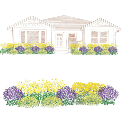 Illustration of a house with EZ Scapes™ Dry Space Filler #1 Garden Kit, featuring symmetrical clusters of yellow, purple, and green flowering plants and shrubs—perfect for creating a lush, water-wise front yard garden - Photo Courtesy of Walters Gardens, Inc.