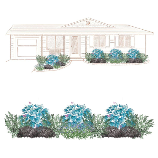 The EZ Scapes™ Made for the Shade #1 Garden Kit features blue-green hostas, ferns, and low shrubs—ideal for creating a neat shade garden along the front of a single-story house with a garage - Photo Courtesy of Walters Gardens, Inc.