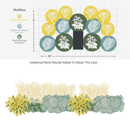 The EZ Scapes™ Made for the Shade #3 Garden Kit features an overhead and side view layout with yellow, green, and blue-green foliage—ideal for shade gardens—using Shadowland Hosta, Queen of Hearts Brunnera, and Chantilly Lace Goatsbeard. - Photo Courtesy of Walters Gardens, Inc.