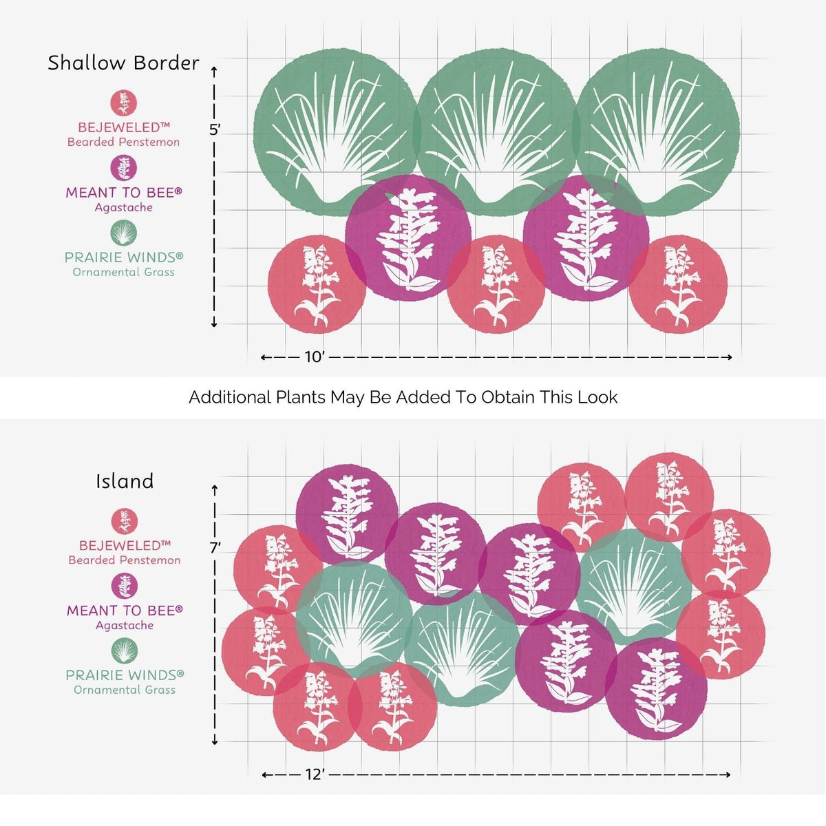 Diagram of two EZ Scapes™ Native Roots in the Southwest Garden Kit layouts, Shallow Border and Island, showing plant groupings: Bearded Penstemon (pink), Agastache (purple), Ornamental Grass (green), with spacing measurements. - Photo Courtesy of Walters Gardens, Inc.