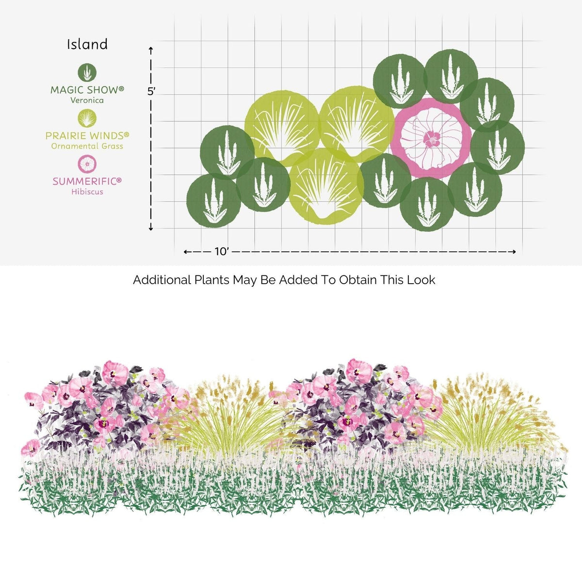 The EZ Scapes™ No Thank You Deer #1 Garden Kit planting plan includes Magic Show White Wands Veronica (green circles), ornamental grass (yellow circles), Summerific Edge of Night Hibiscus (pink circles), plus a mature side view. - Photo Courtesy of Walters Gardens, Inc.