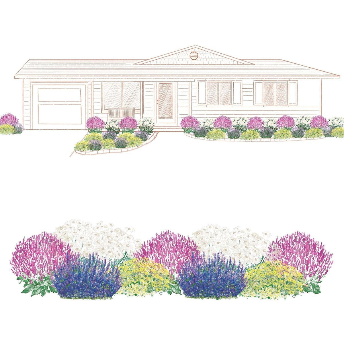 Illustration of a single-story house with a landscaped front garden, featuring the EZ Scapes™ Pollinator Power Garden Kit with low-maintenance perennials and butterfly plants in purple, white, yellow, and blue lining the walkway. - Photo Courtesy of Walters Gardens, Inc.