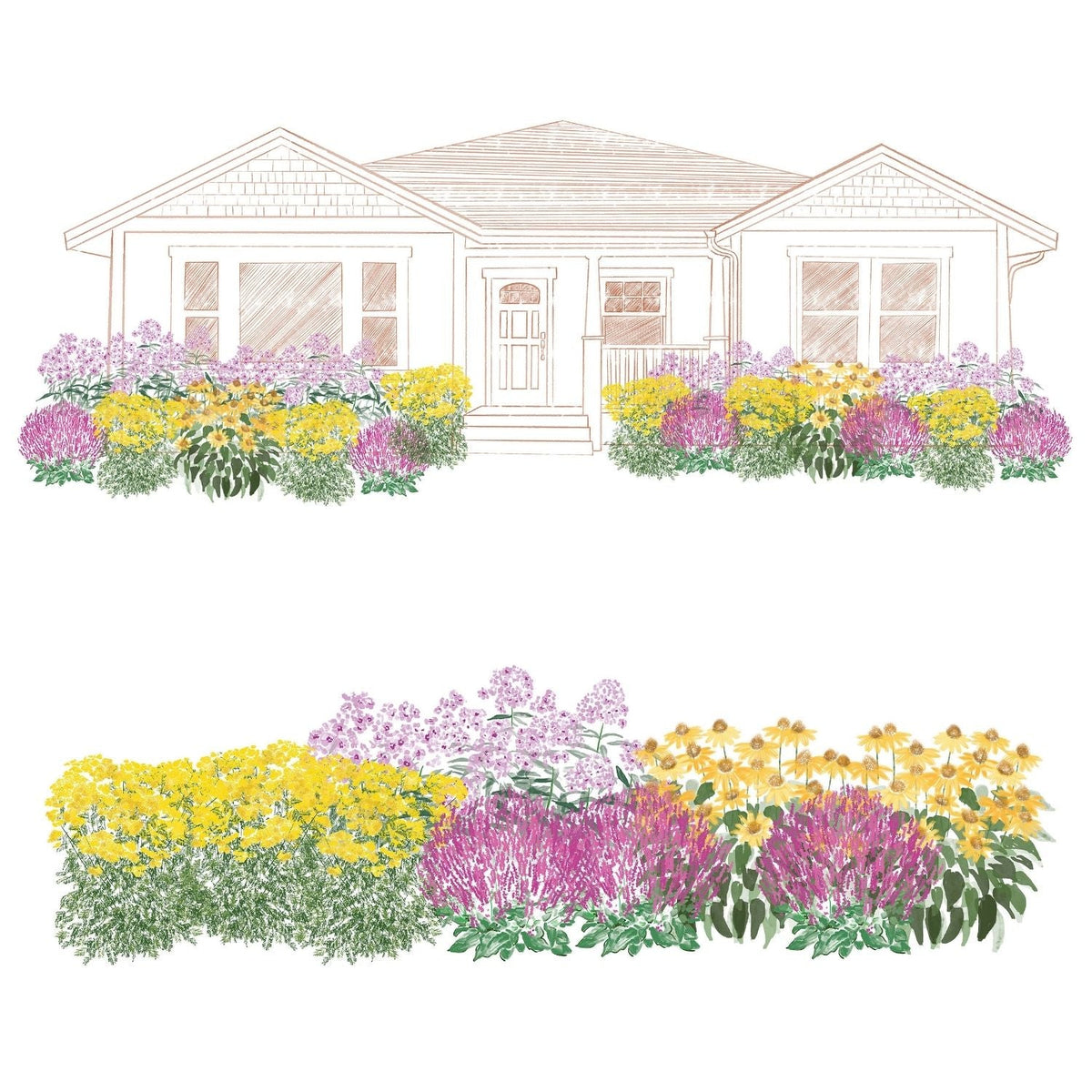 Illustration of EZ Scapes™ Pollinator Sunscape #2 Garden Kit, featuring salvia pink profusion, coneflowers, yellow and purple blooms, and green shrubs in a front yard pollinator garden from both house-front and garden-only views. - Photo Courtesy of Walters Gardens, Inc.