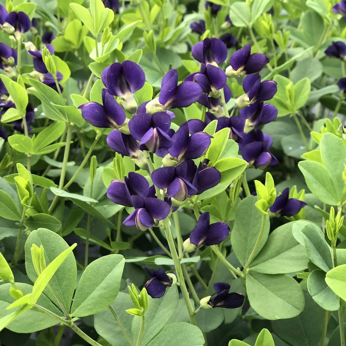 false indigo direct-sun perennials
