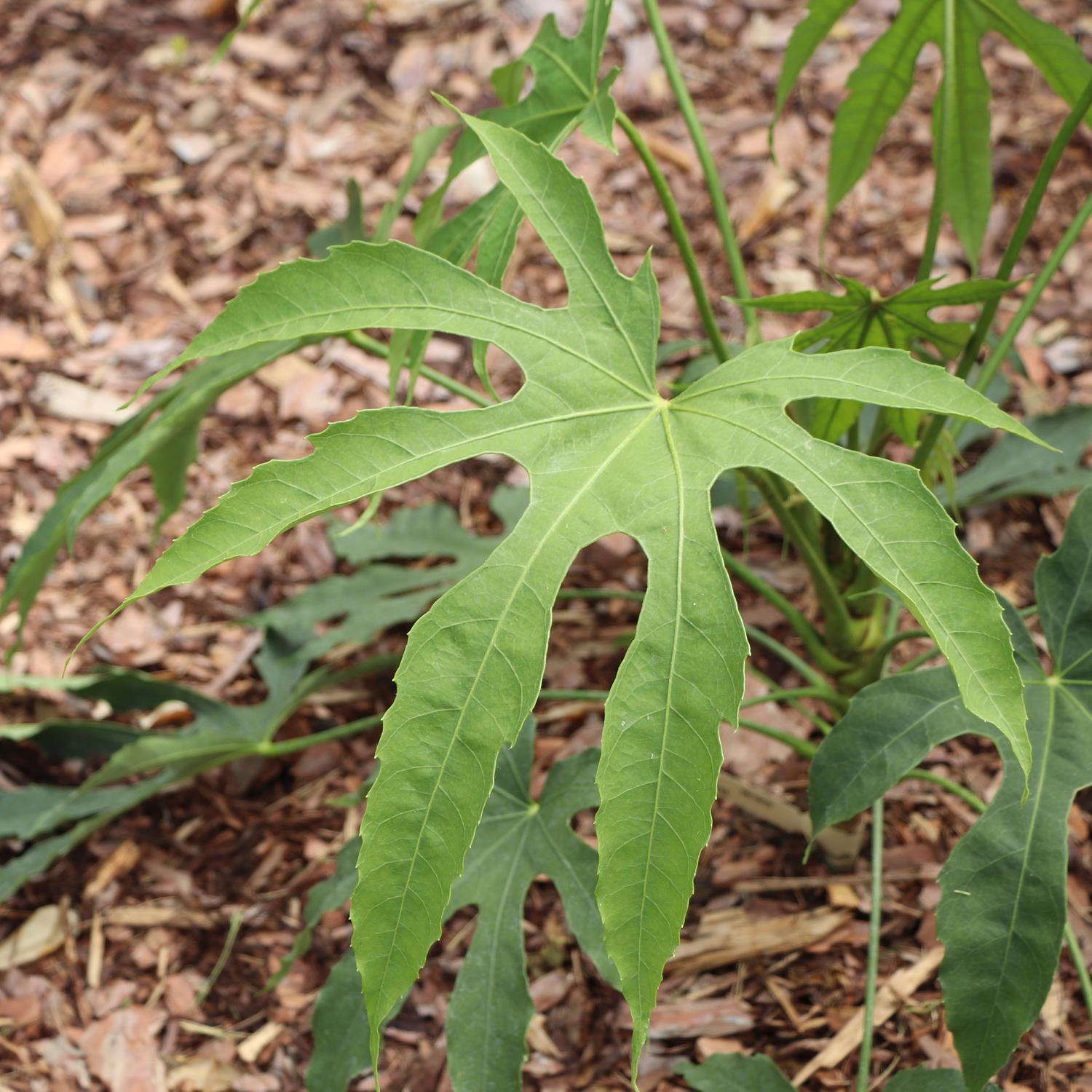 High Five™ Fatsia features large, green, deeply lobed leaves with seven pointed sections on a leafy stem. Dried brown leaves and mulch cover the ground, making it perfect for shade gardens. Similar foliage appears in the background. - Photo Courtesy of Proven Winners, Inc. 