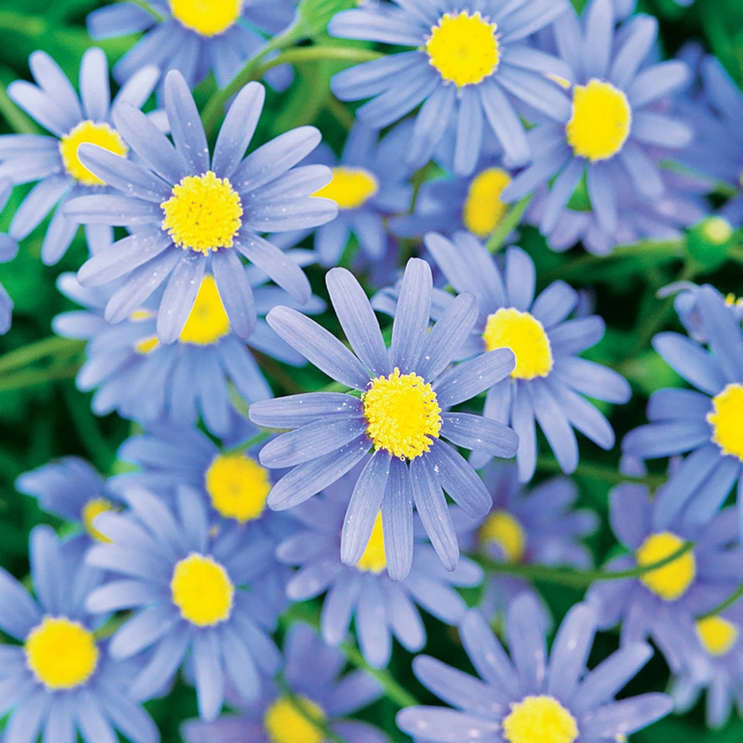 A cluster of Cape Town Blue Blue Felicia Daisy displays purple daisy-like flowers with bright yellow centers, surrounded by green foliage - Photo Courtesy of Proven Winners, Inc.