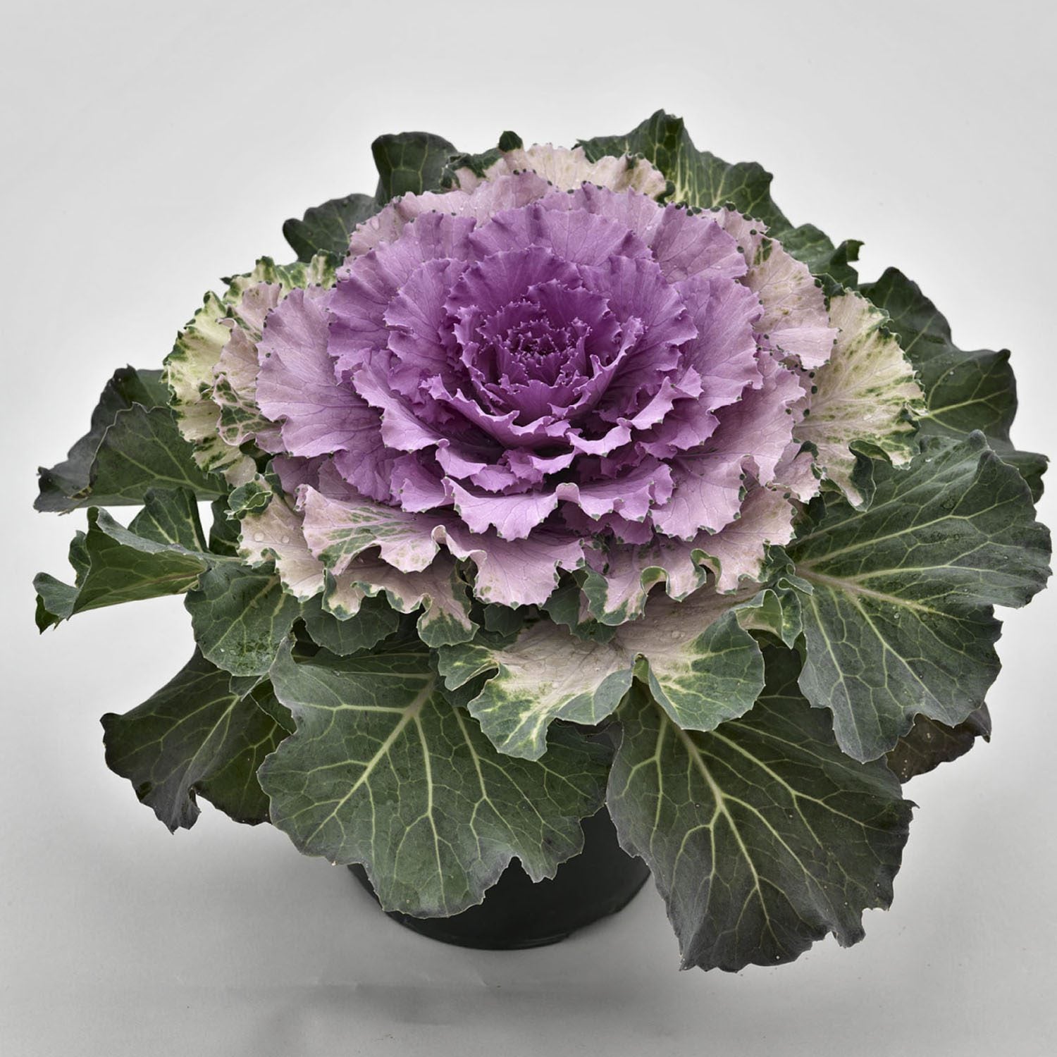 Osaka Pink' Flowering Cabbage (Brassica) - Photo Courtesy of Ball Horticulure, Inc.