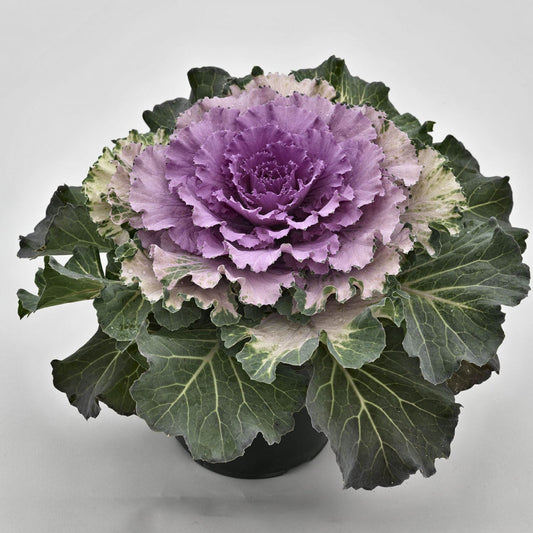 Large green leaves that transition to purple in the center of the Osaka Pink' Flowering Cabbage (Brassica) against a white background - Photo Courtesy of Ball Horticulure, Inc.