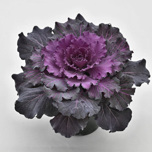 Osaka Red' Flowering Cabbage (Brassica) with large, dark leaves veined with violet that transitions to a dark purple center on a white background - Photo Courtesy of Ball Horticulure, Inc.