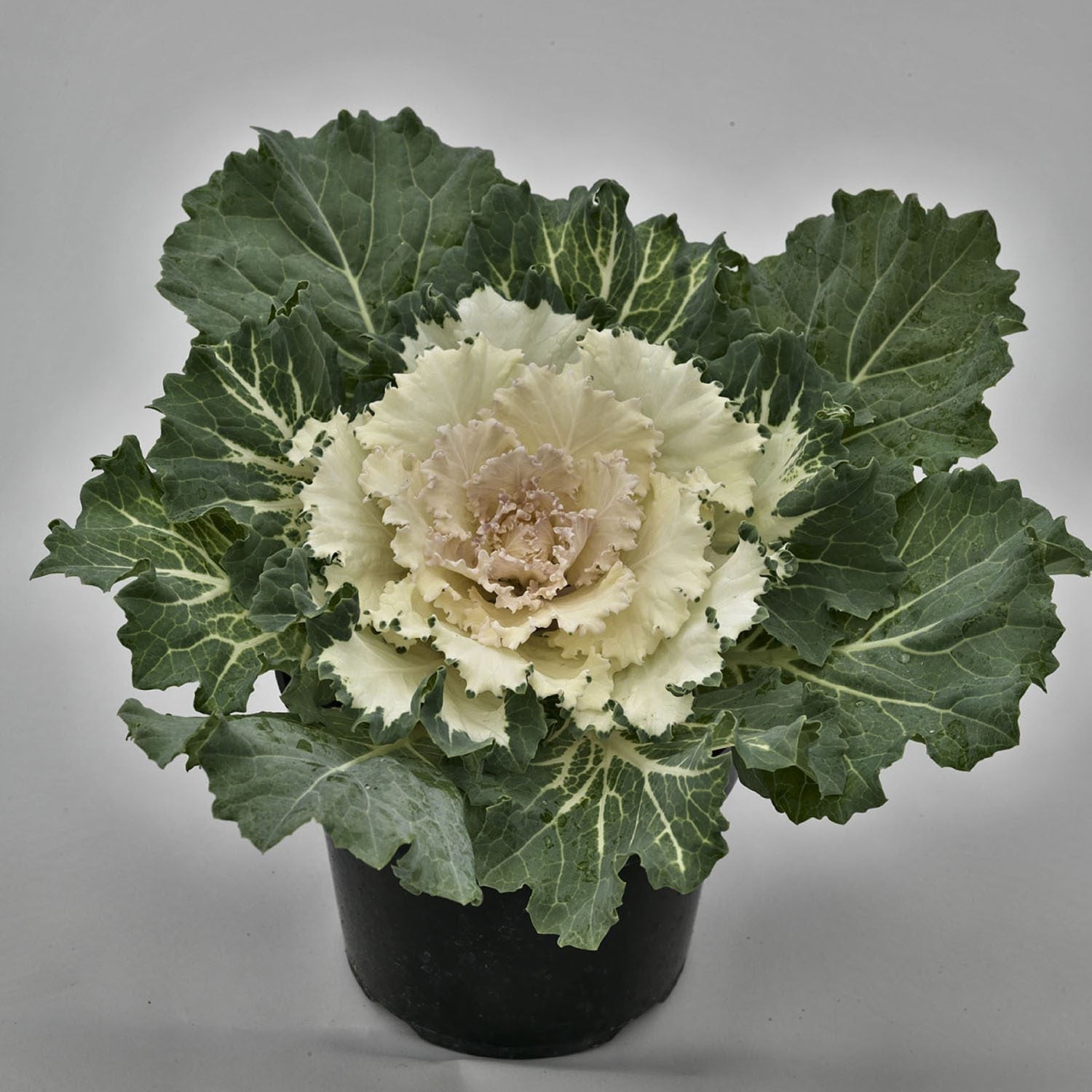 Thick green leaves surround a large white flowering center of the Osaka White' Flowering Cabbage (Brassica) - Photo Courtesy of Ball Horticulure, Inc.