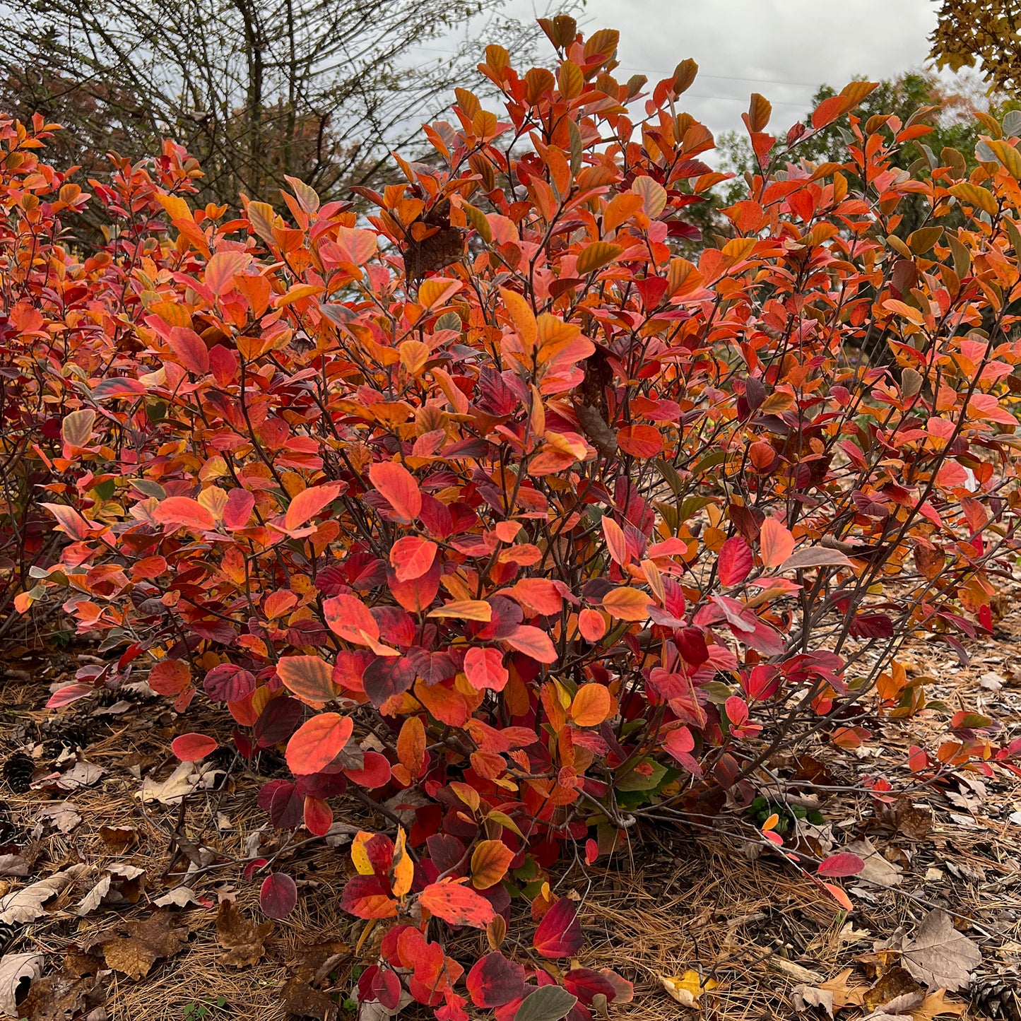 Legend of the Fall® Bottlebush (Fothergilla) - Photo Property of Garden Crossings LLC