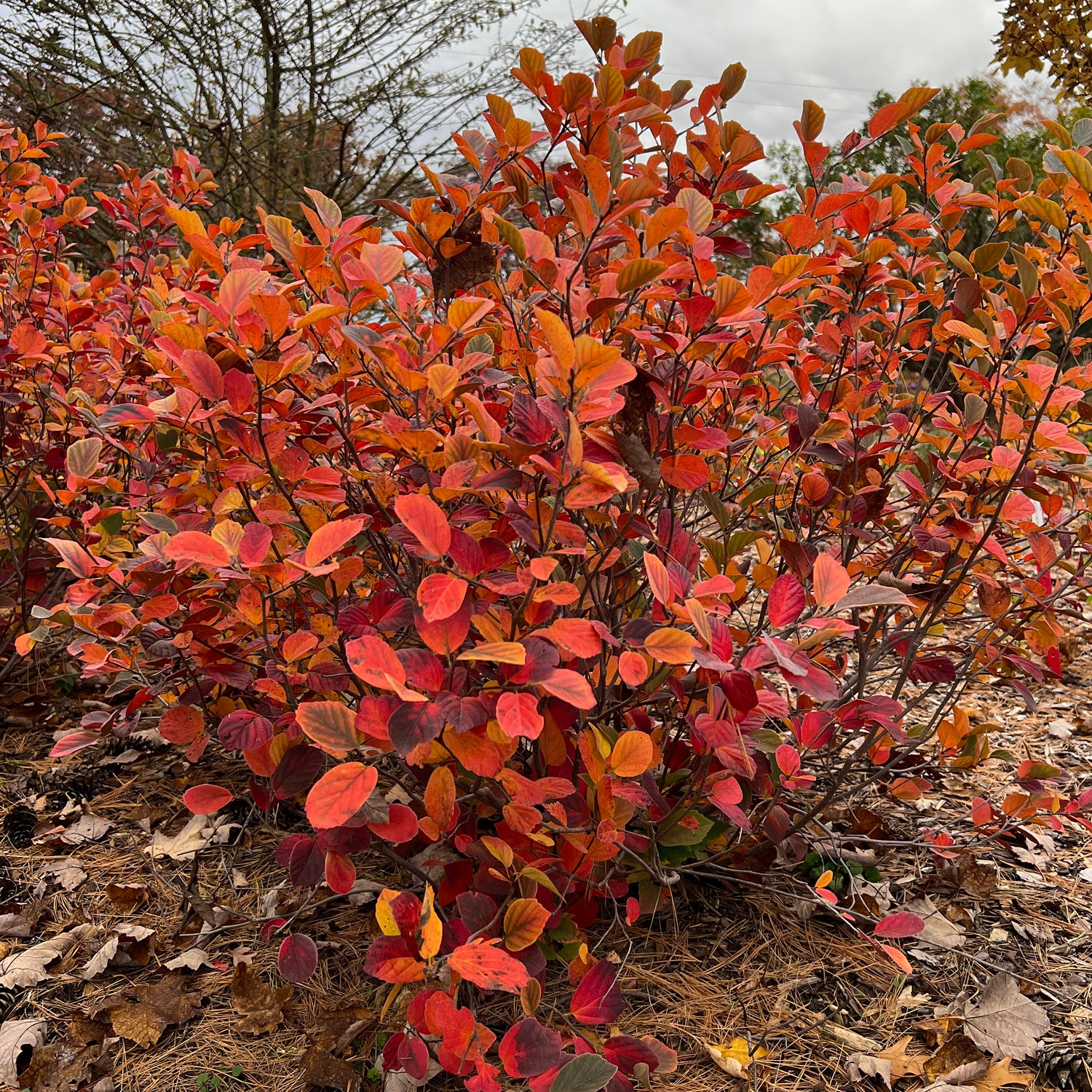 Legend of the Fall® Bottlebush (Fothergilla) - Photo Property of Garden Crossings LLC