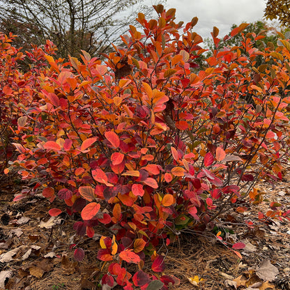 Legend of the Fall® Bottlebush (Fothergilla) - Photo Property of Garden Crossings LLC