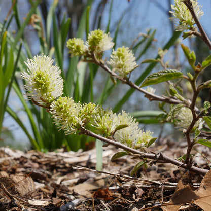 Legend of the Fall® Bottlebush (Fothergilla) - Photo Courtesy of Proven Winners, Inc.
