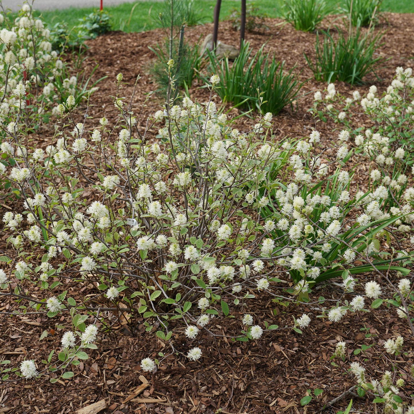 Legend of the Small® Bottlebush (Fothergilla) - Photo Courtesy of Proven Winners, Inc.