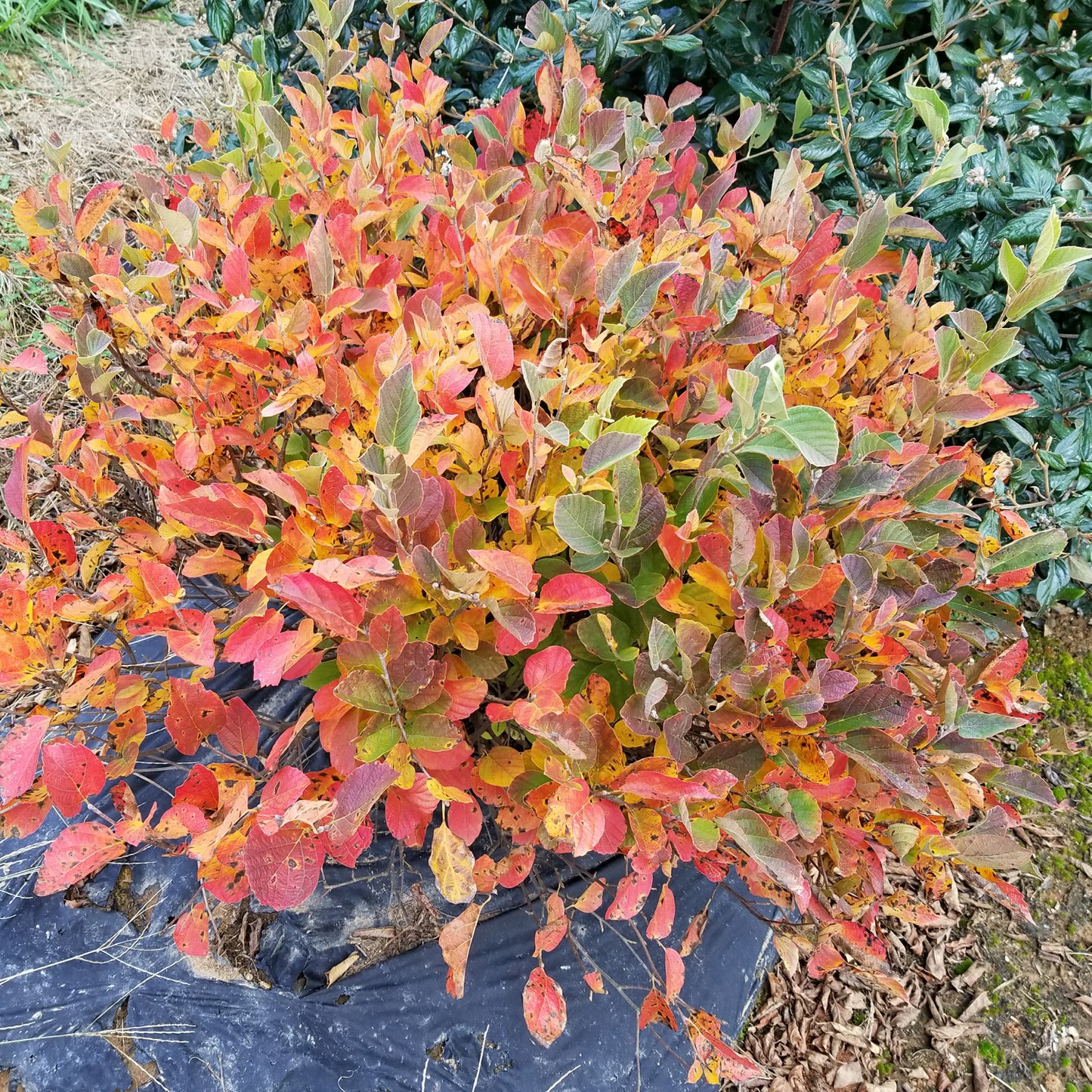 Legend of the Small® Bottlebush (Fothergilla) - Photo Courtesy of Proven Winners, Inc.