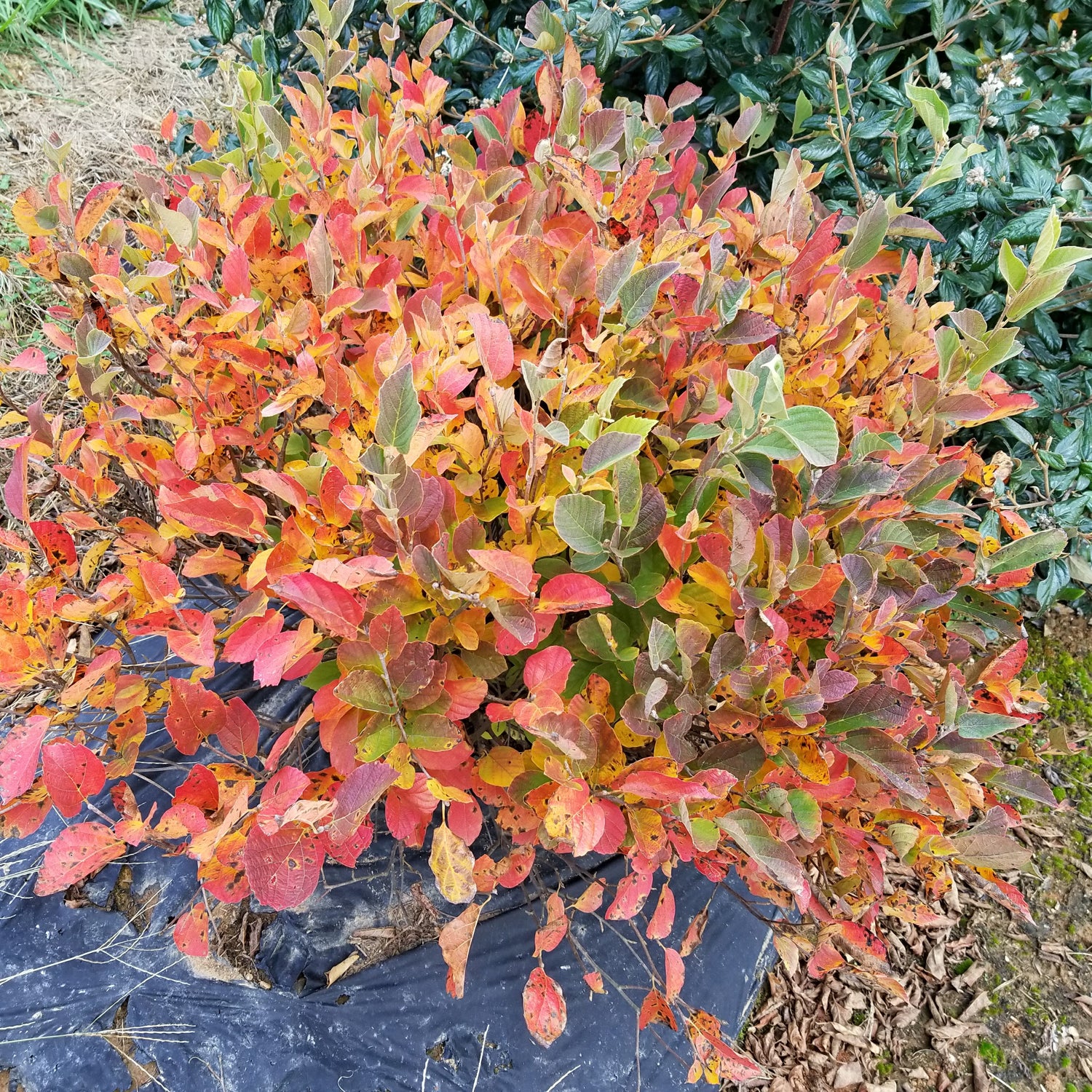 Legend of the Small® Bottlebush (Fothergilla) - Photo Courtesy of Proven Winners, Inc.