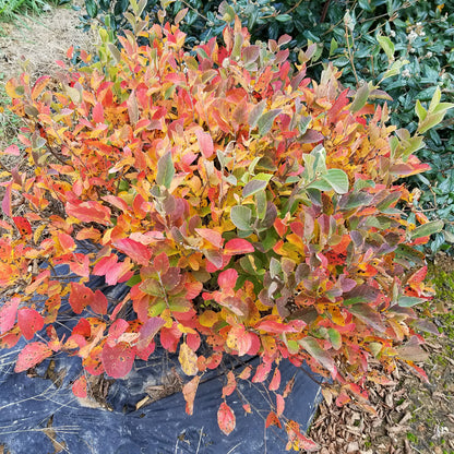 Legend of the Small® Bottlebush (Fothergilla) - Photo Courtesy of Proven Winners, Inc.