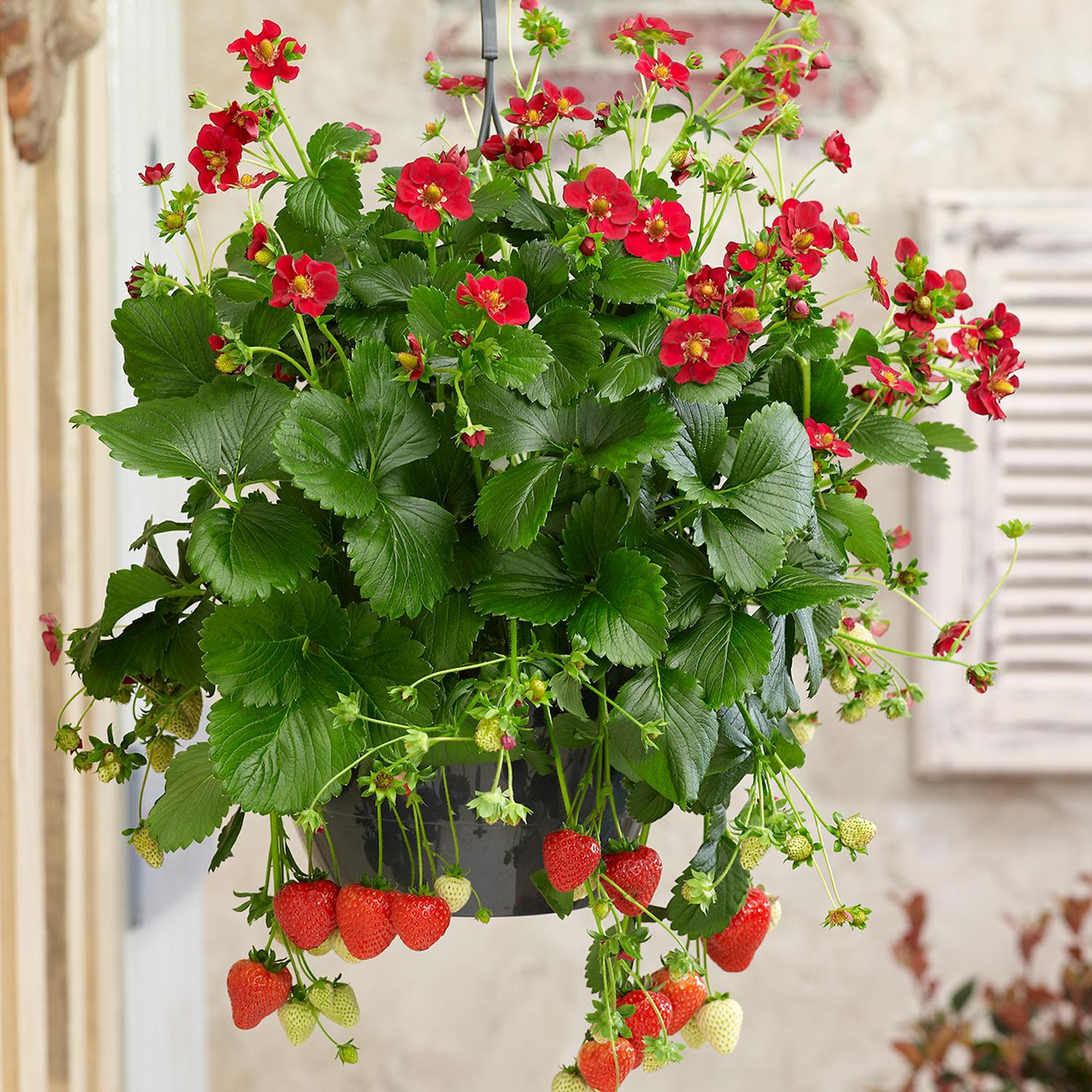 A hanging basket of 'Ruby Ann' Strawberry-Everbearing (Fragaria) displays lush green leaves, small red flowers, and ripening berries—some white, others bright red—against a softly blurred background - Photo Courtesy of ABZ Seeds. Decorative pot not included.