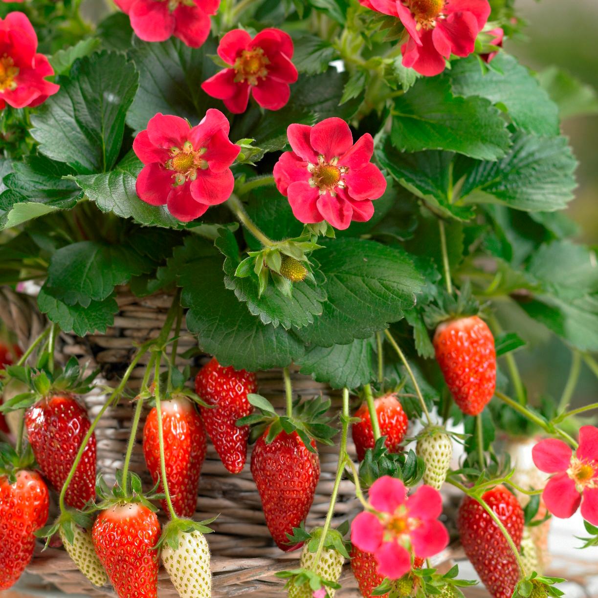 A basket featuring the 'Tristan' Everbearing Strawberry (Fragaria), displaying ripe red strawberries, unripe white berries, lush green leaves, and small bright red flowers - Photo Courtesy of ABZ Seeds. Decorative pot not included.